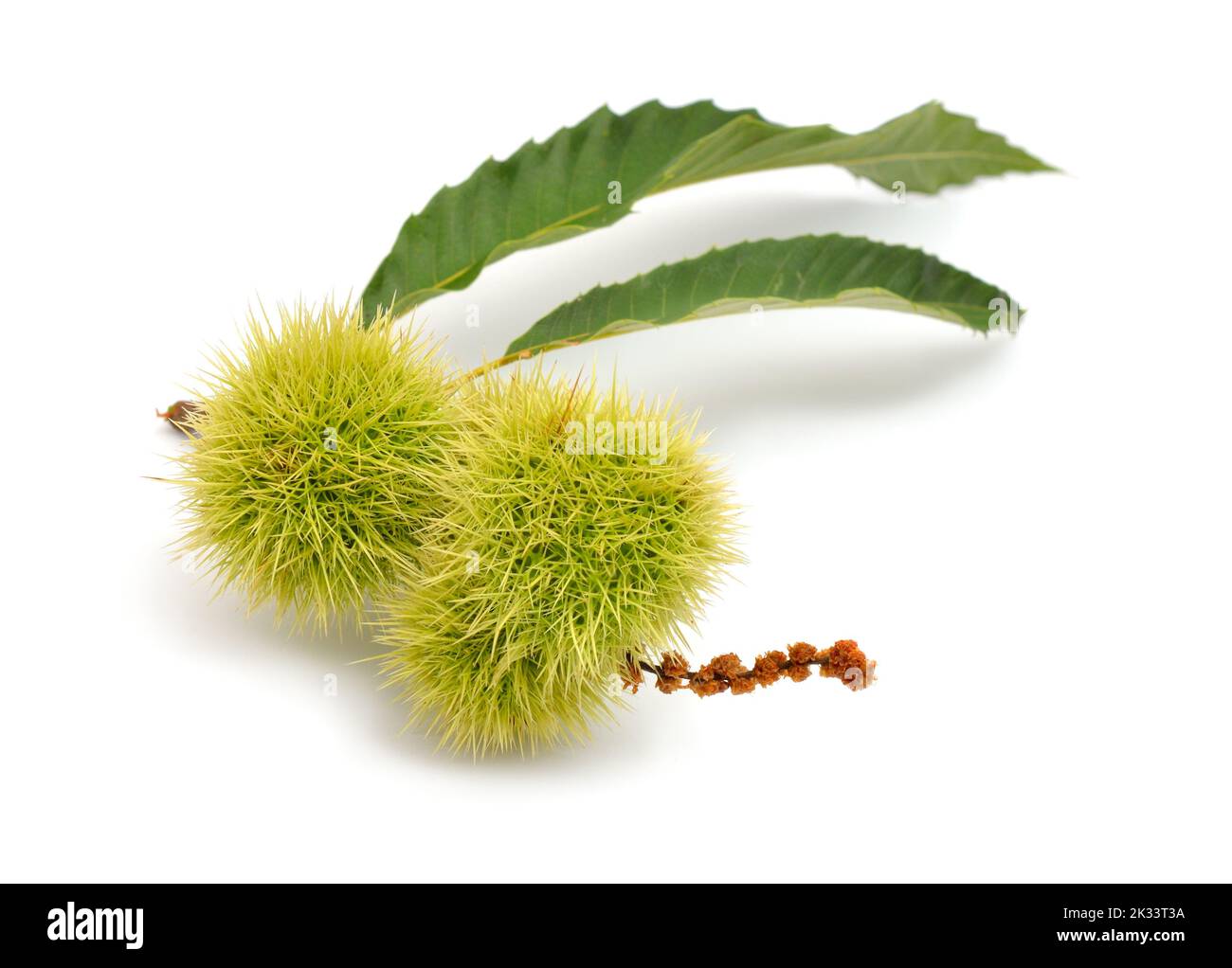 Castanea sativa, or sweet chestnut fruit. Isolated on white background Stock Photo