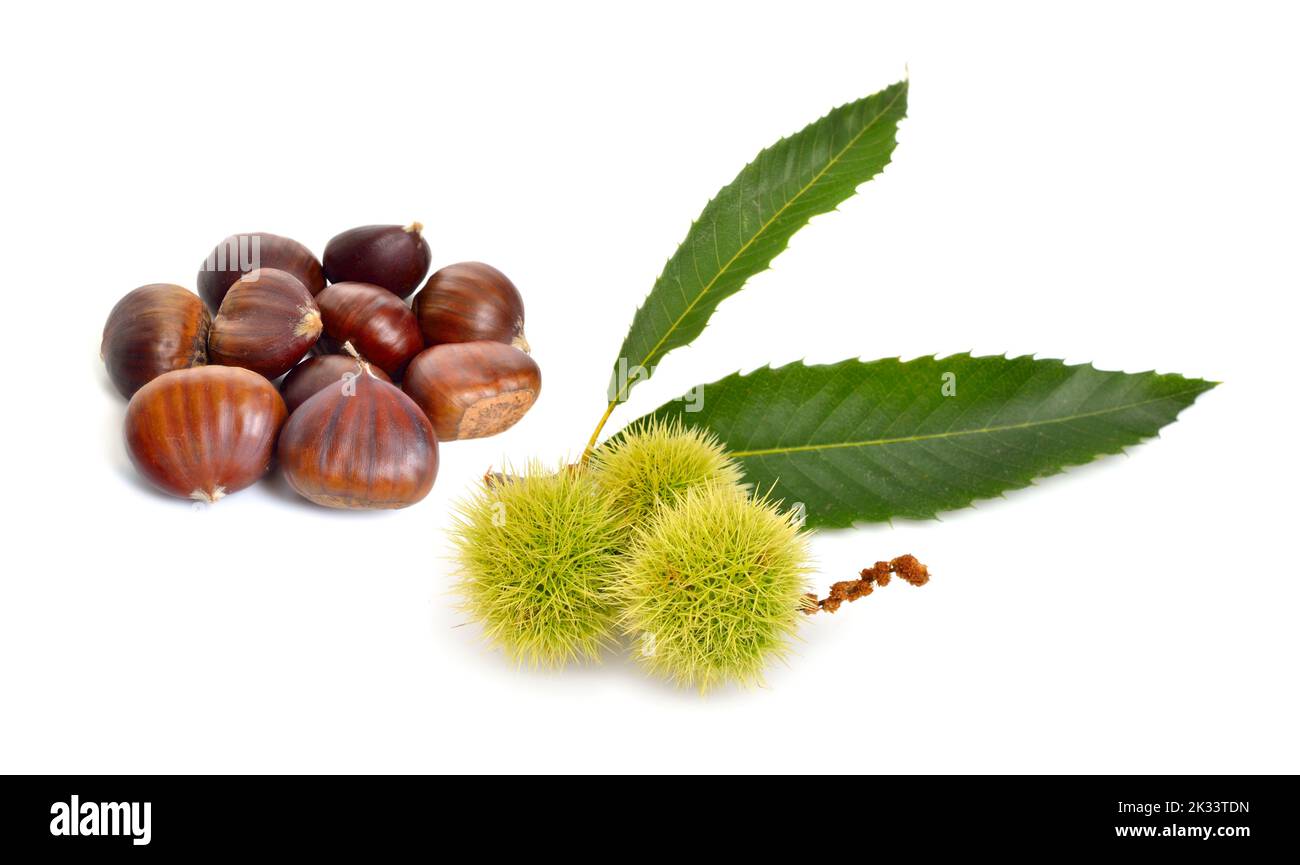 Castanea sativa, or sweet chestnut fruit. Isolated on white background Stock Photo