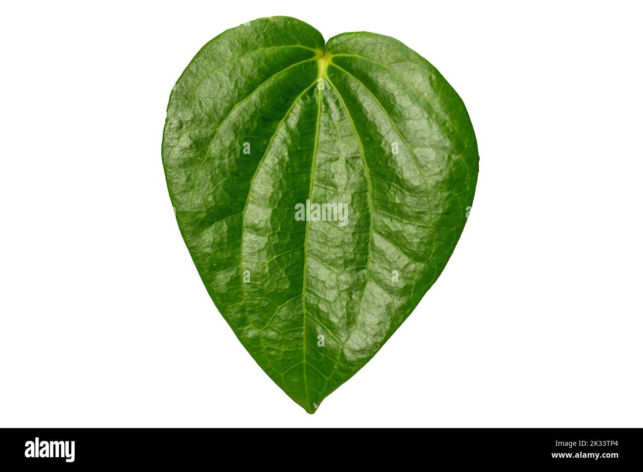 Close up of a green heart-shaped Betel leaf with a detailed leaf frame, isolated on a white background Stock Photo