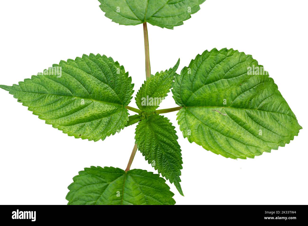 Top view of the top of a laportea plant with green heart-shaped leaves with a detailed leaf frame, isolated on a white background Stock Photo