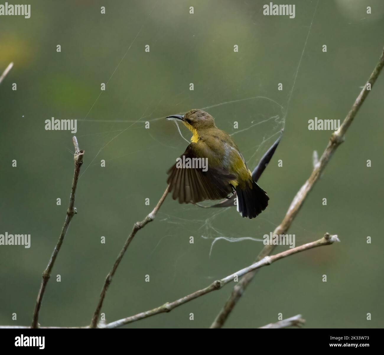 A closeup of a cute Palestine sunbird (Cinnyris osea) near a spider web Stock Photo