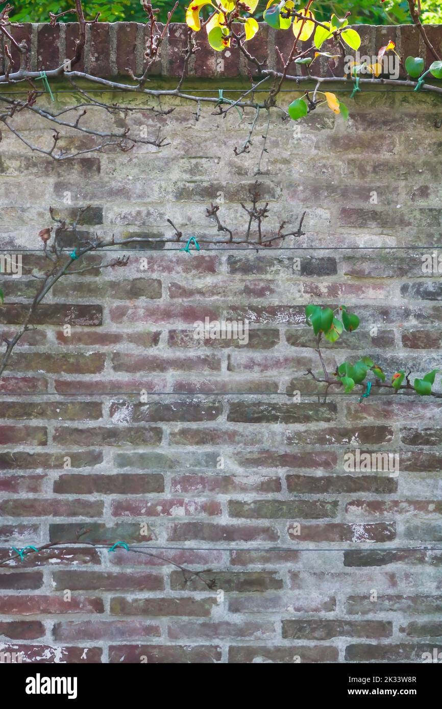 Old brick wall plants growing hi-res stock photography and images - Alamy