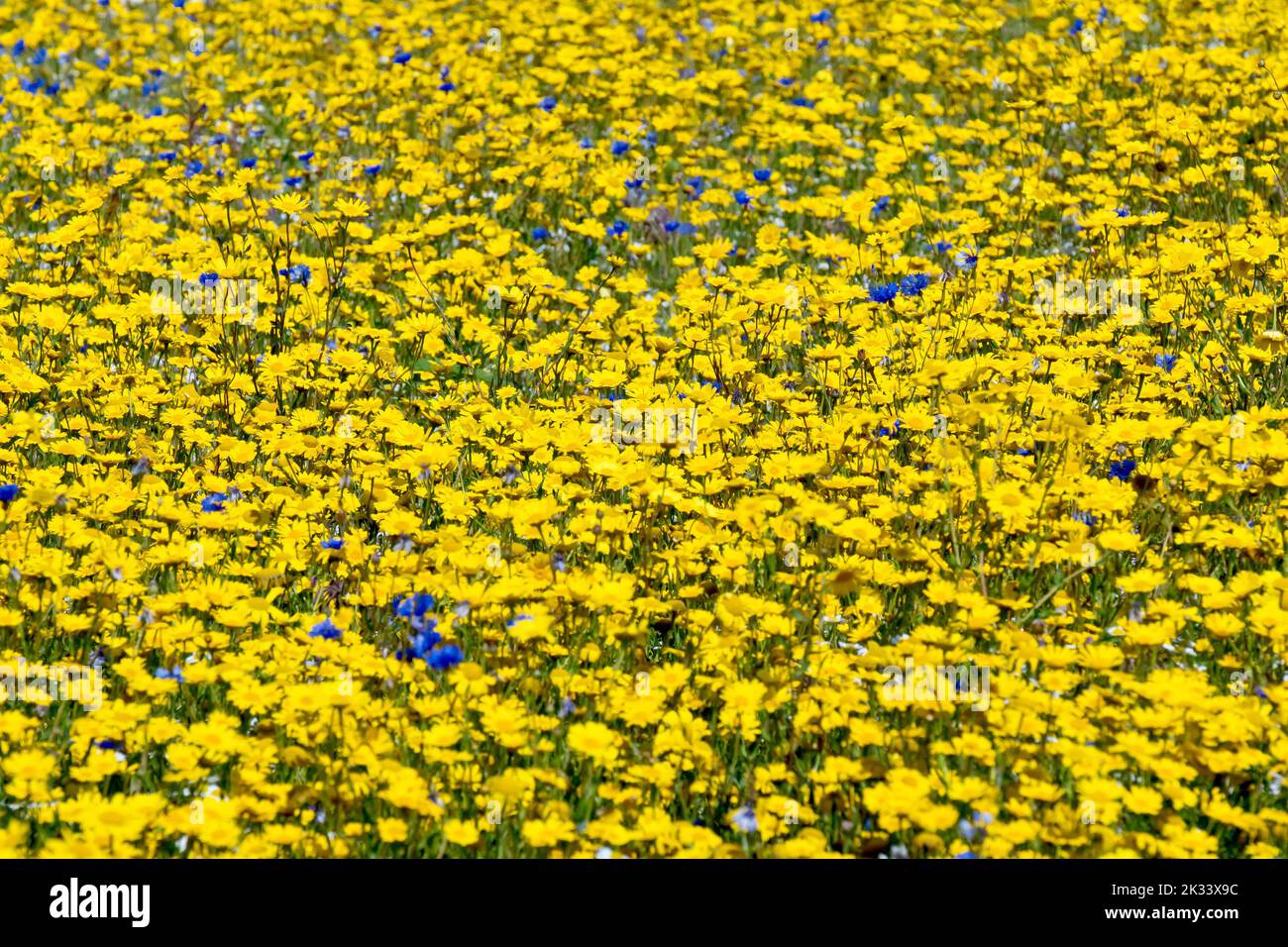 A wildflower meadow planted in an unused corner of a field, made up of mostly Corn Marigold (chrysanthemum segetum) with a few blue Cornflowers. Stock Photo