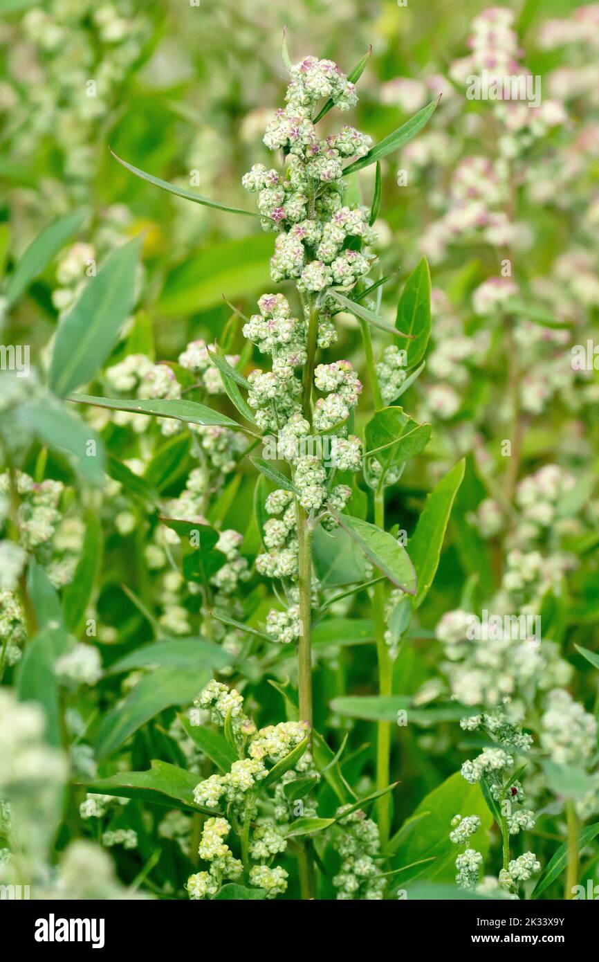 Fat Hen (chenopodium album), close up focusing on a single plant of the common and widespread wildflower of waste places and farmland margins. Stock Photo