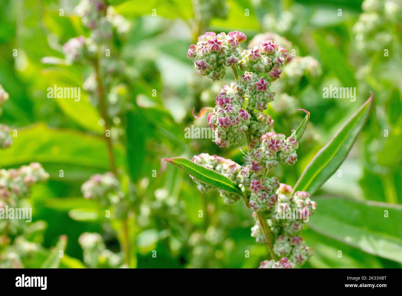 Fat Hen (chenopodium album), close up showing the tiny flowers of the widespread plant of waste places and farmland margins. Stock Photo