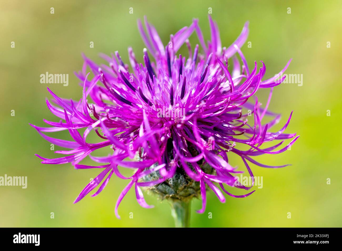 Greater Knapweed (centaurea scabiosa), close up of a solitary isolated flowerhead of the plant, showing the distinctive larger outer florets. Stock Photo