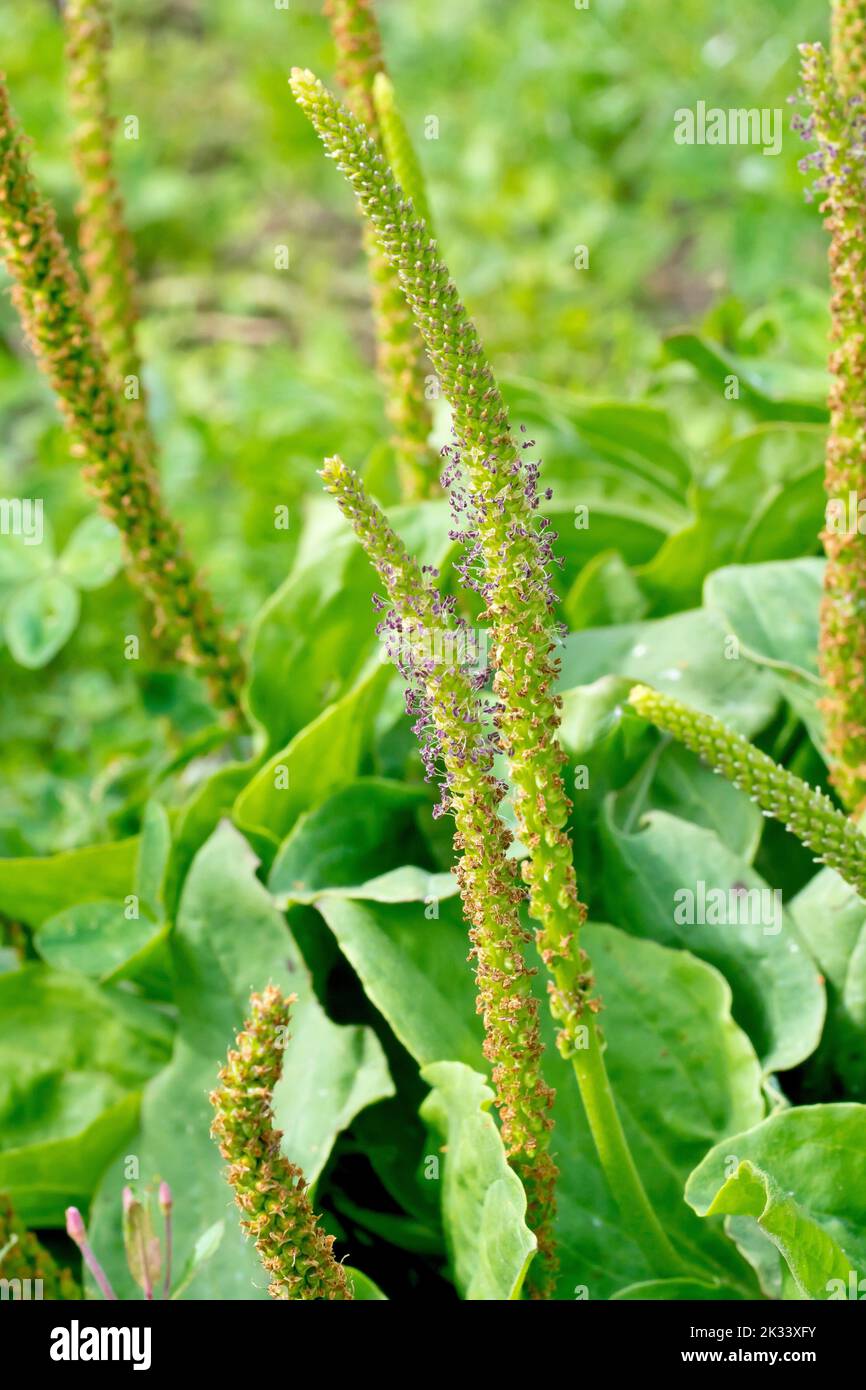 Greater Plantain (plantago major), close up showing the flowering spikes of the common plant of wasteground, roadsides and farmland margins. Stock Photo