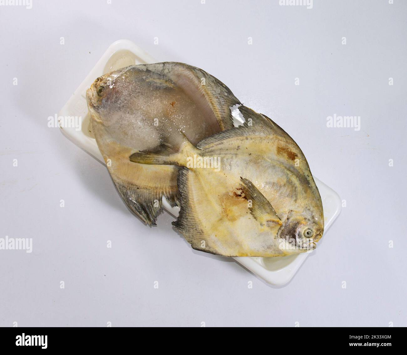 Silver pomfret after long time kept in freezer. not so fresh. Stock Photo