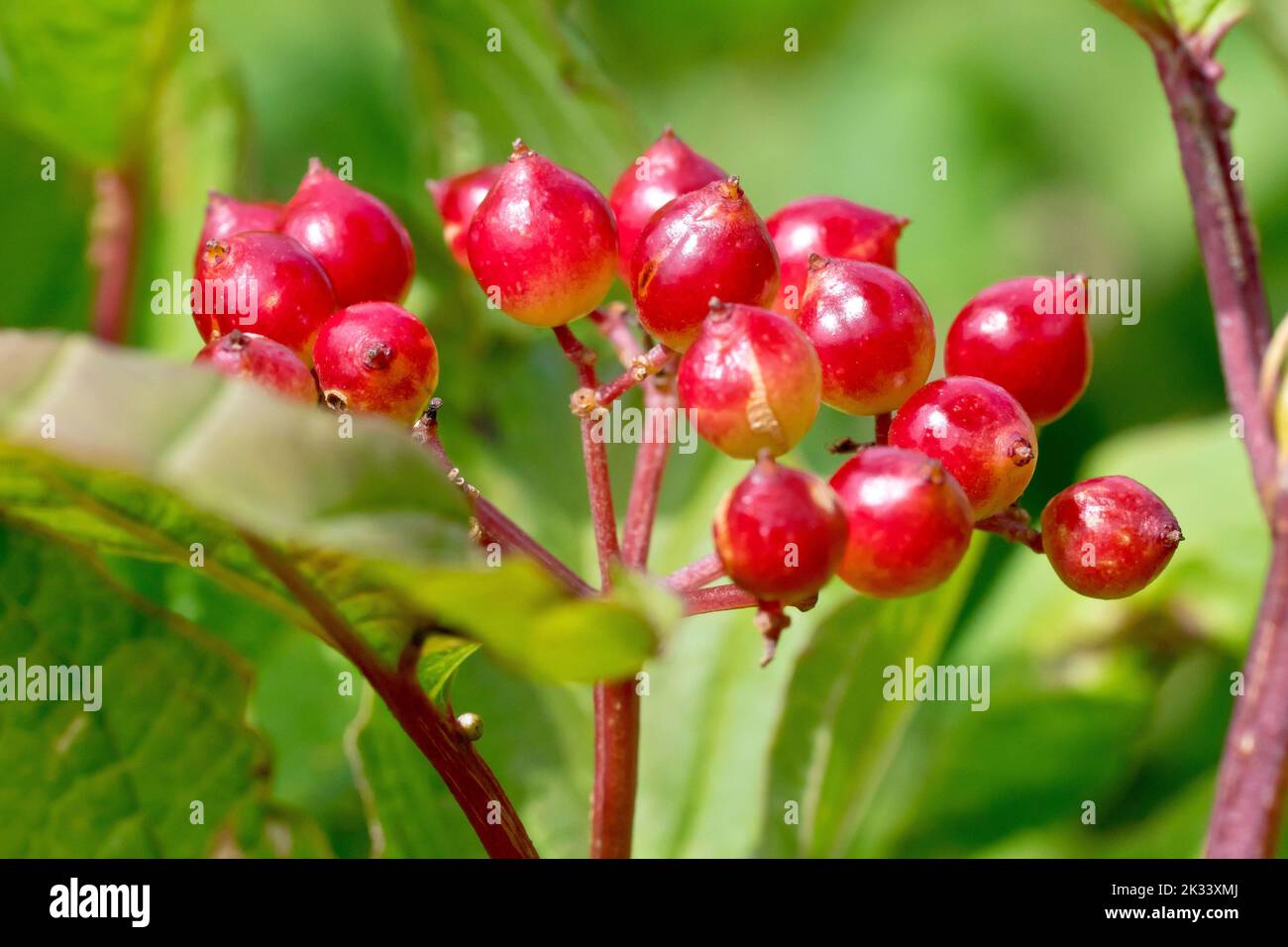 Guelder Rose (viburnum opulus), close up of the red berries or fruits that adorn the shrub in autumn. Stock Photo