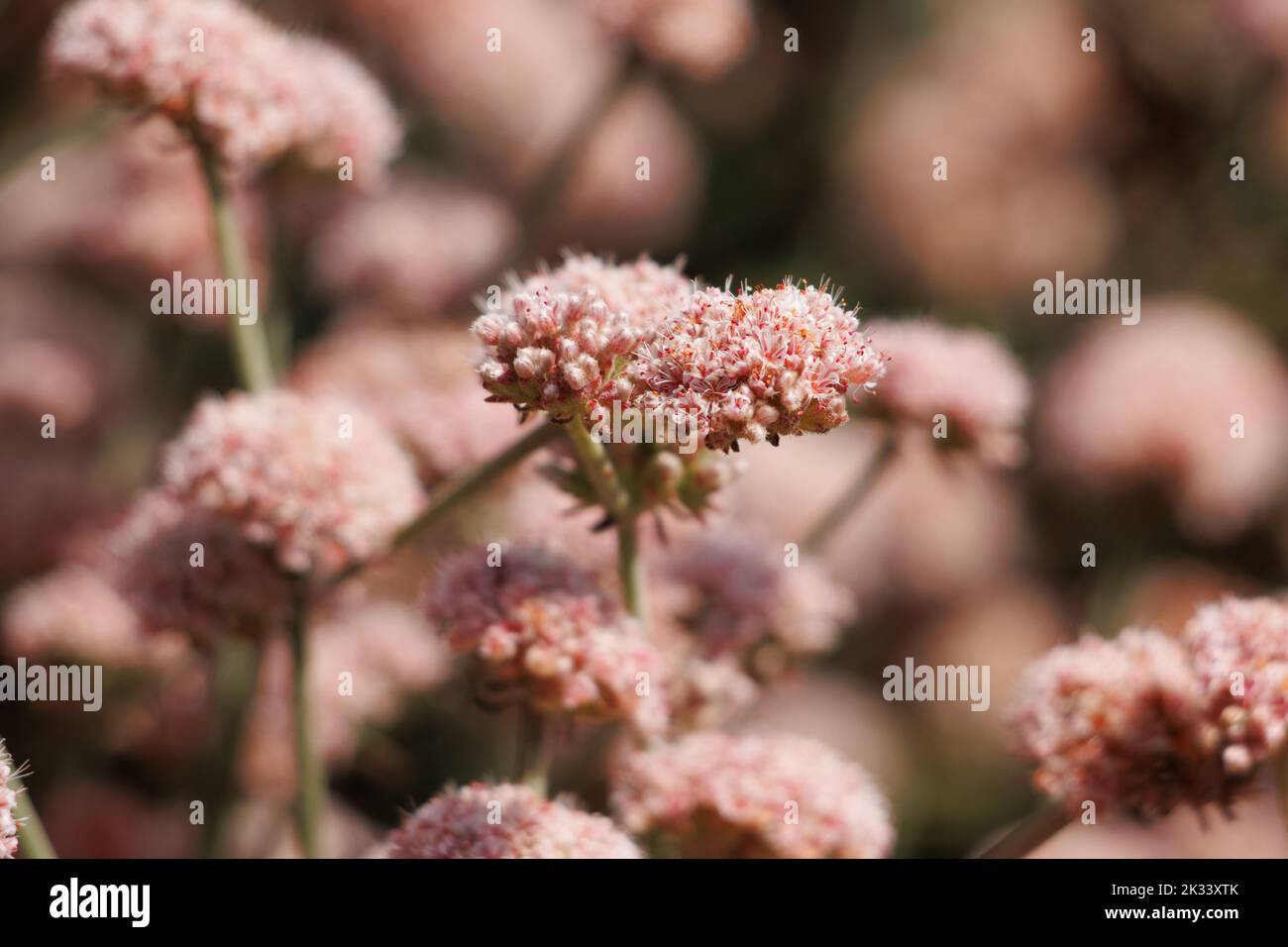 Pink flowering cymose head inflorescences of Eriogonum Cinereum, Polygonaceae, native shrub on the Ventura County Coast, Summer. Stock Photo