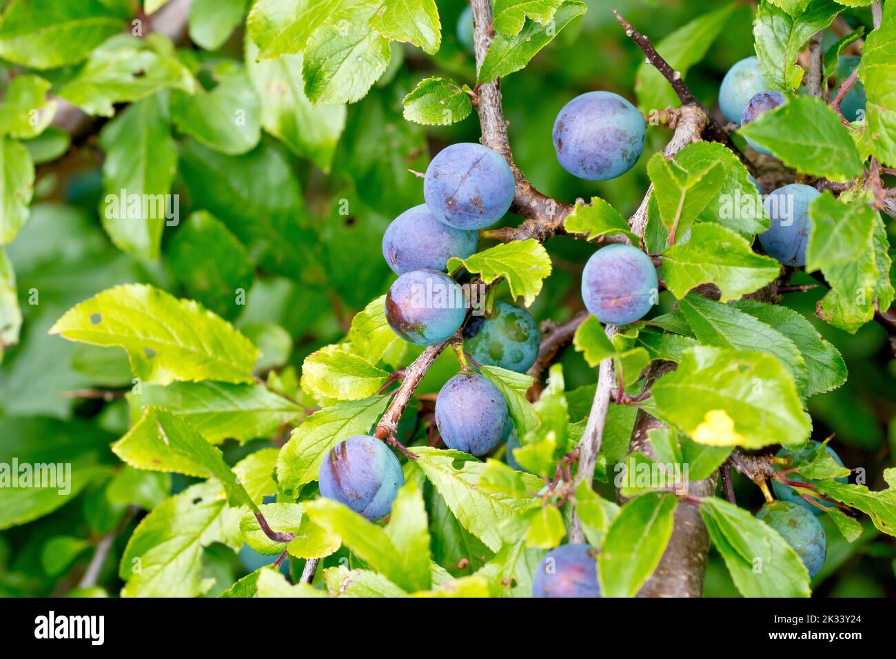 Sloe or Blackthorn (prunus spinosa), close up of the blue berries, fruits, or sloes of the shrub hiding amongst the leaves. Stock Photo