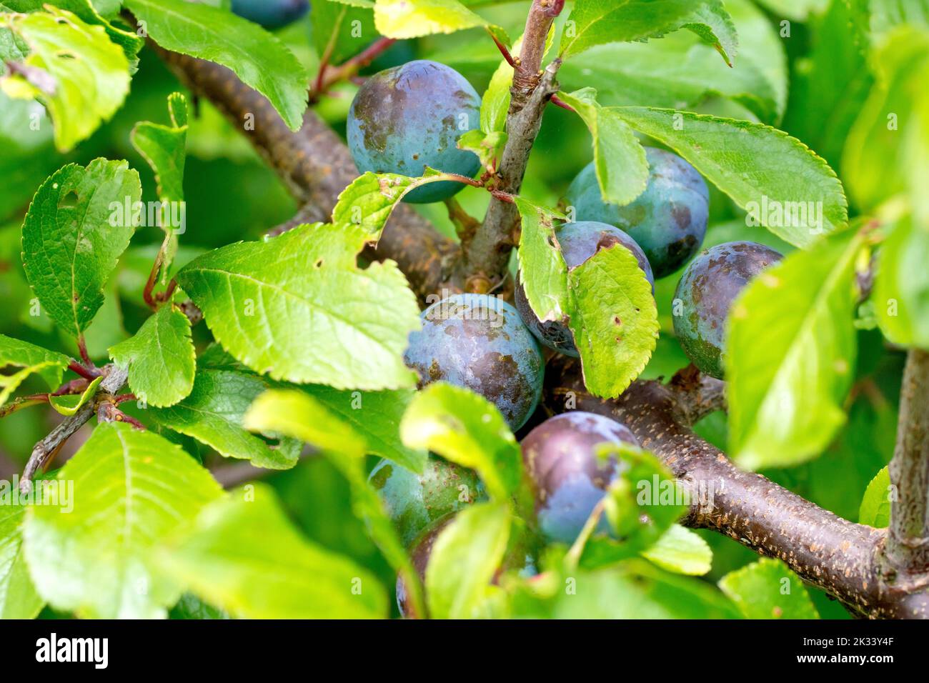 Sloe or Blackthorn (prunus spinosa), close up of the blue berries, fruits, or sloes of the shrub hiding amongst the leaves. Stock Photo