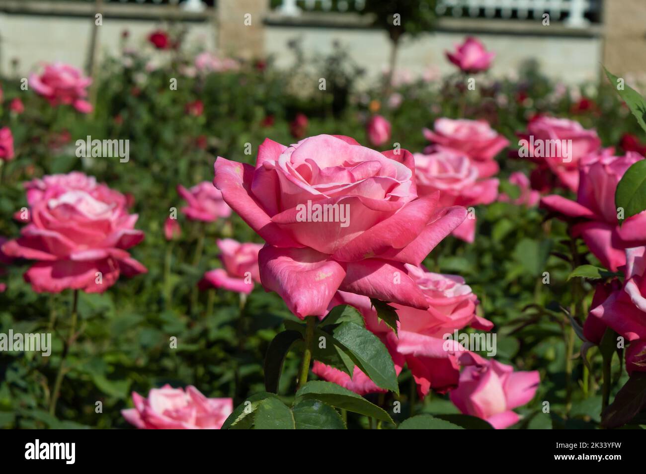 Roses Blue River Pink roses in the park garden Stock Photo