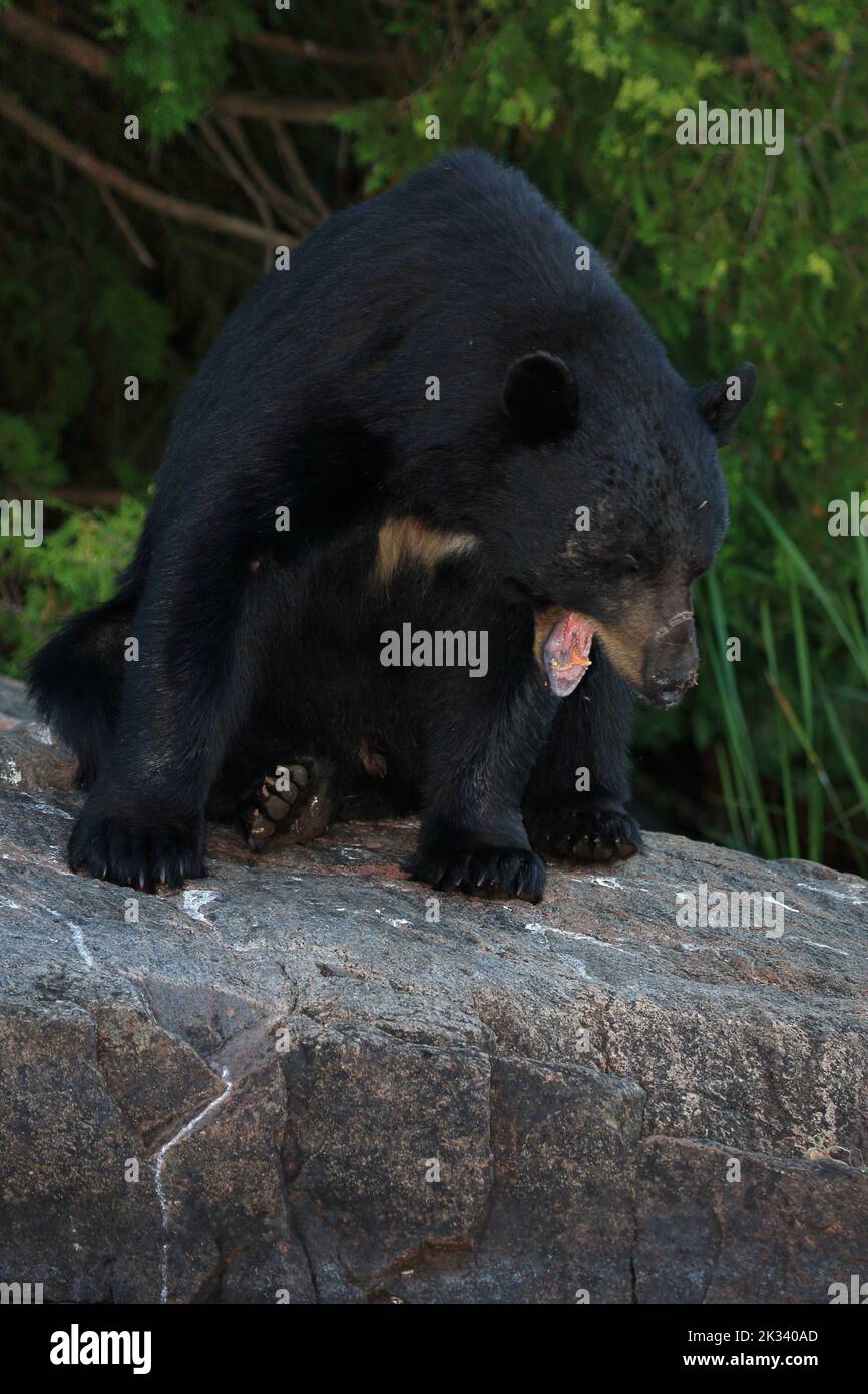 Verletzter Schwarzbär / Injured Black bear / Ursus americanus Stock Photo
