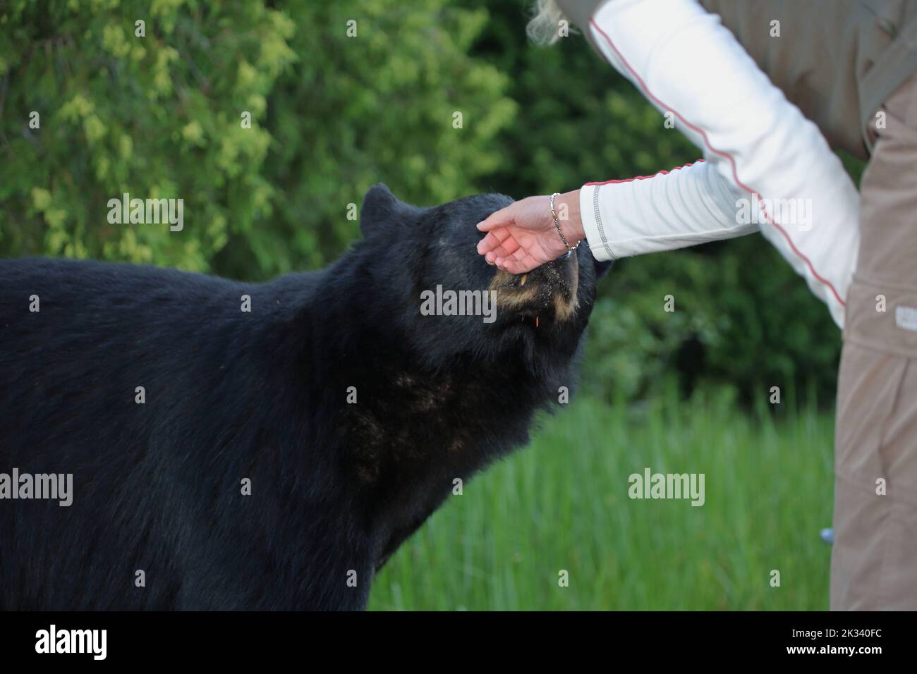 Berührung eines Schwarzbären in der kanadischer Wildnis / Touching a Black bear in Canadian wilderness / Ursus americanus Stock Photo