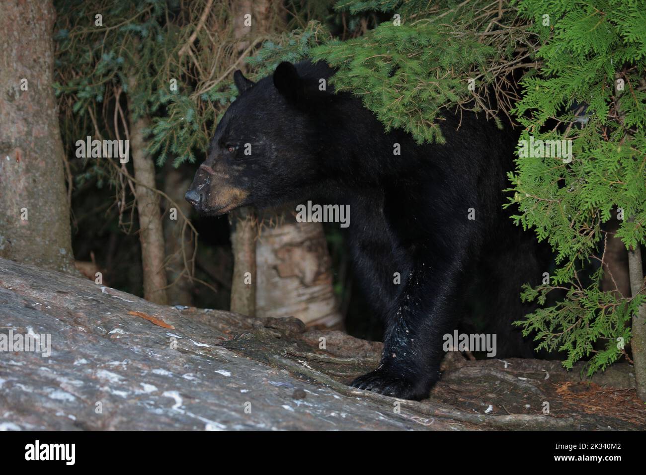 Verletzter Schwarzbär / Injured Black bear / Ursus americanus Stock ...