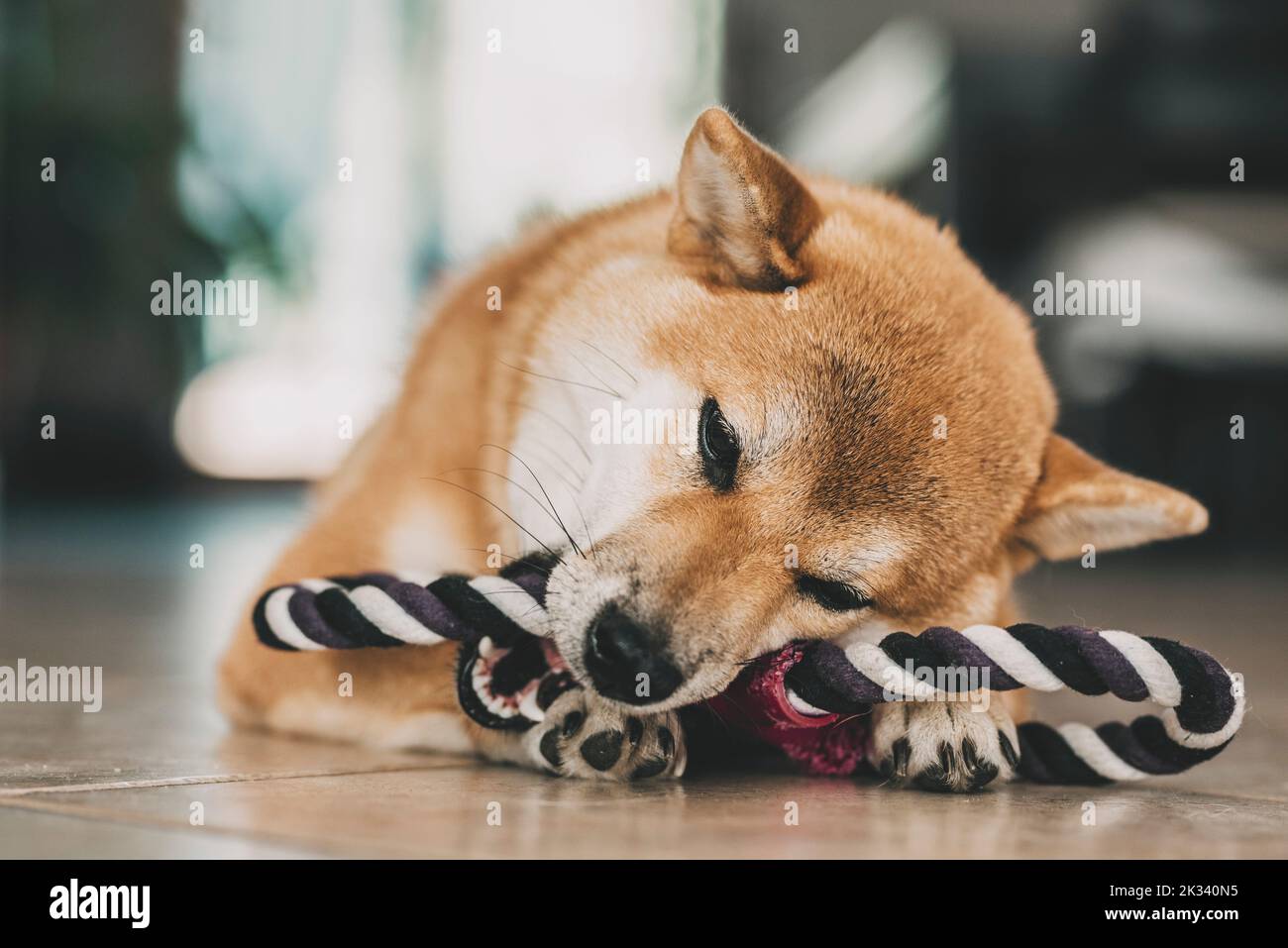 One lovely puppy of shiba inu playing with dog toy cord and having fun at home laying on the floor. Concept of pet enjoying domestic life indoor. Best Stock Photo