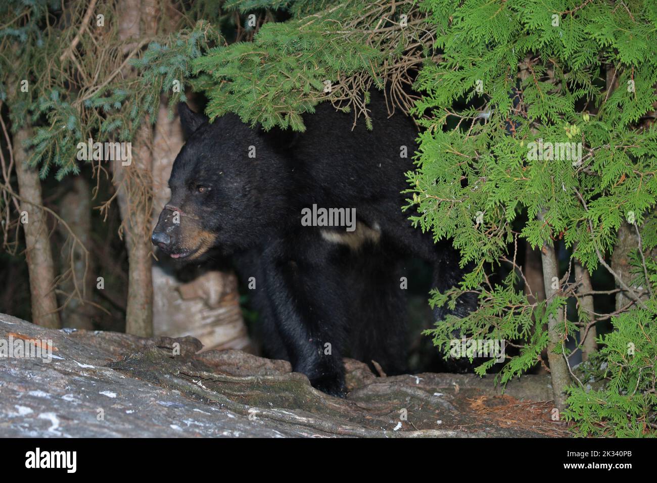 Verletzter Schwarzbär / Injured Black bear / Ursus americanus Stock ...