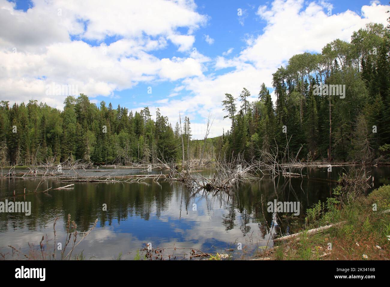 Chapleau Crown Game Preserve / Chapleau Crown Game Preserve Stock Photo