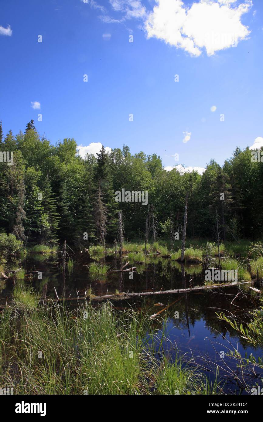 Chapleau Crown Game Preserve / Chapleau Crown Game Preserve Stock Photo