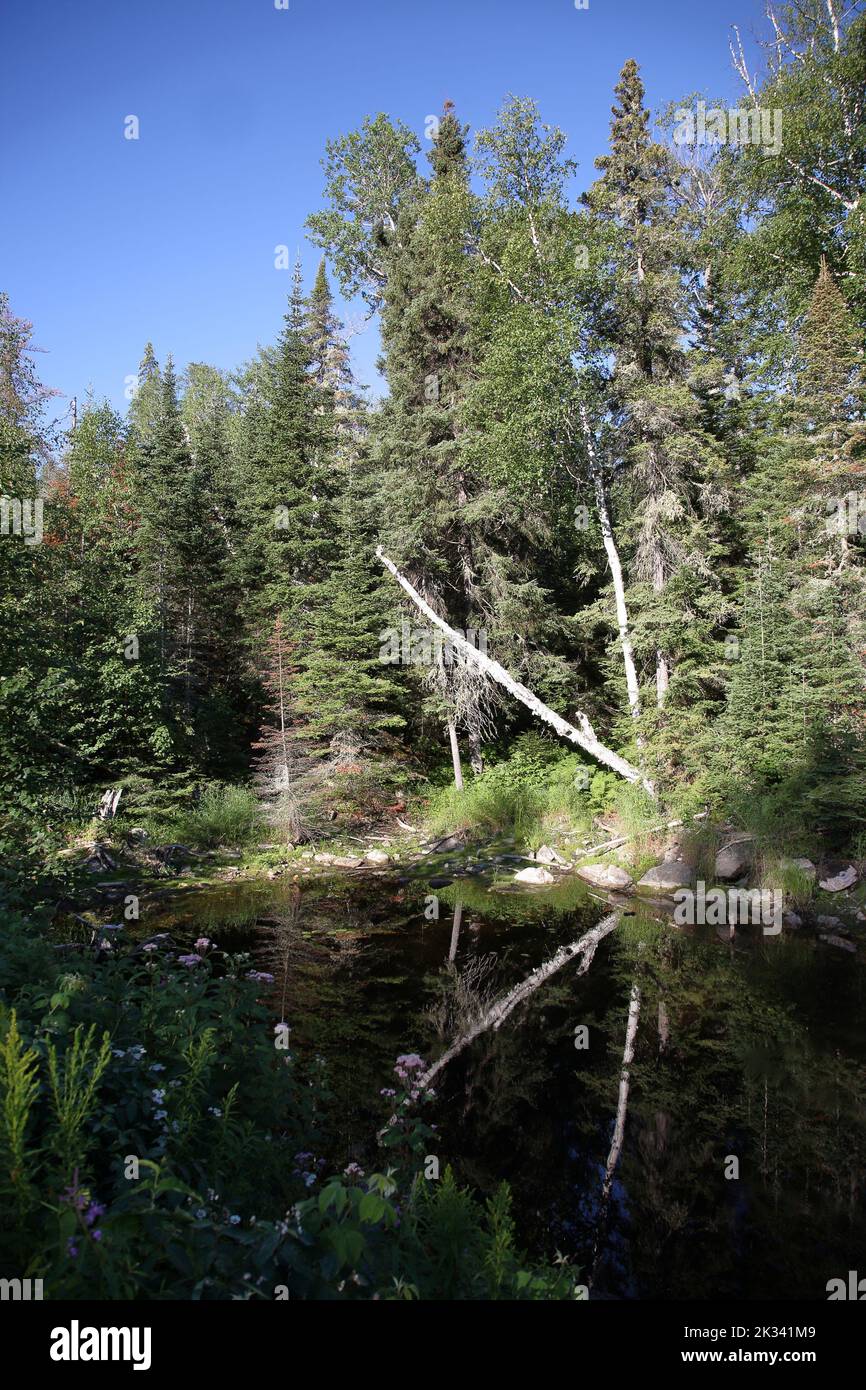 Chapleau Crown Game Preserve / Chapleau Crown Game Preserve Stock Photo