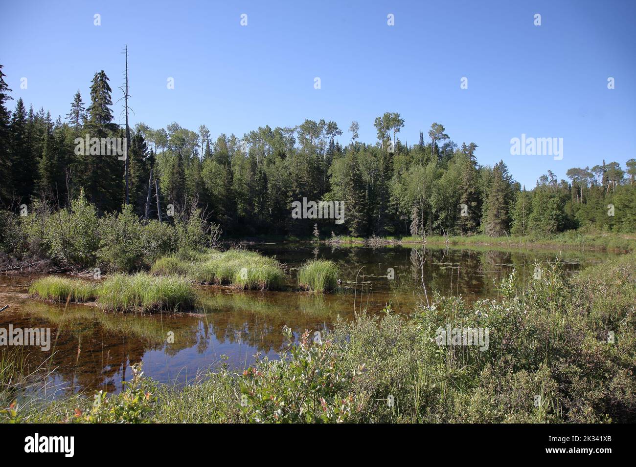 Chapleau Crown Game Preserve / Chapleau Crown Game Preserve Stock Photo