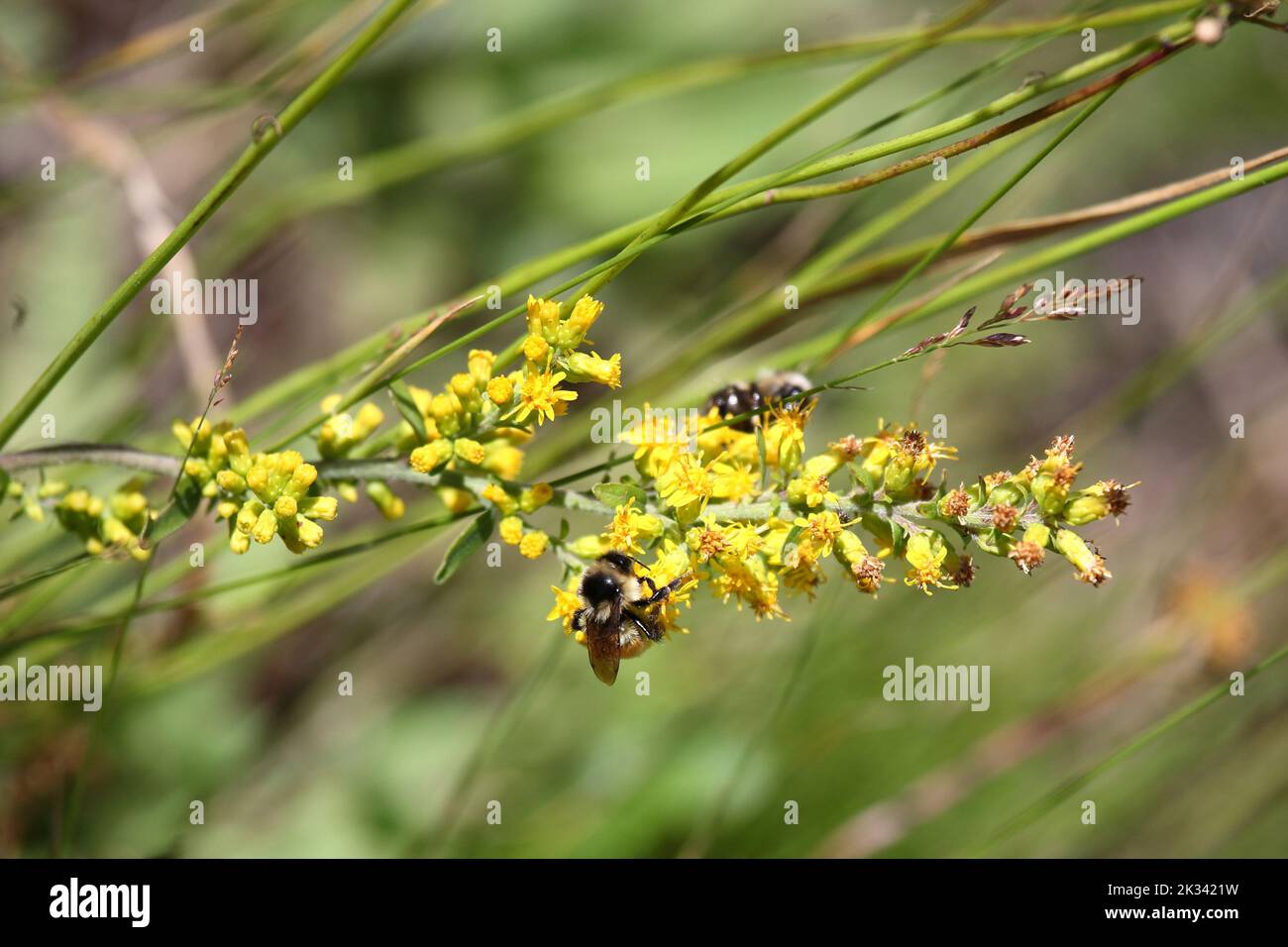 Blume mit Biene / Flower with Bee / Flos et Apiformes Stock Photo - Alamy