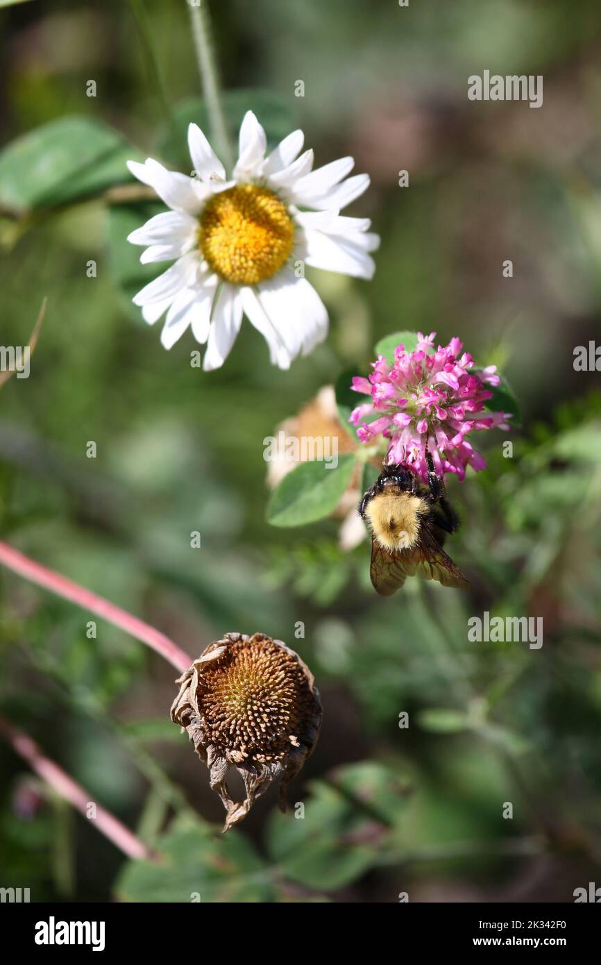Blume mit Biene / Flower with Bee / Flos et Apiformes Stock Photo - Alamy