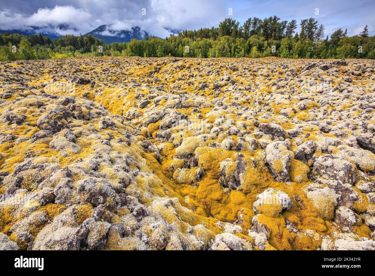 A field of moss-covered lava rocks in the Nisga'a Memorial Lava Beds Provincial Park in British Columbia Stock Photo
