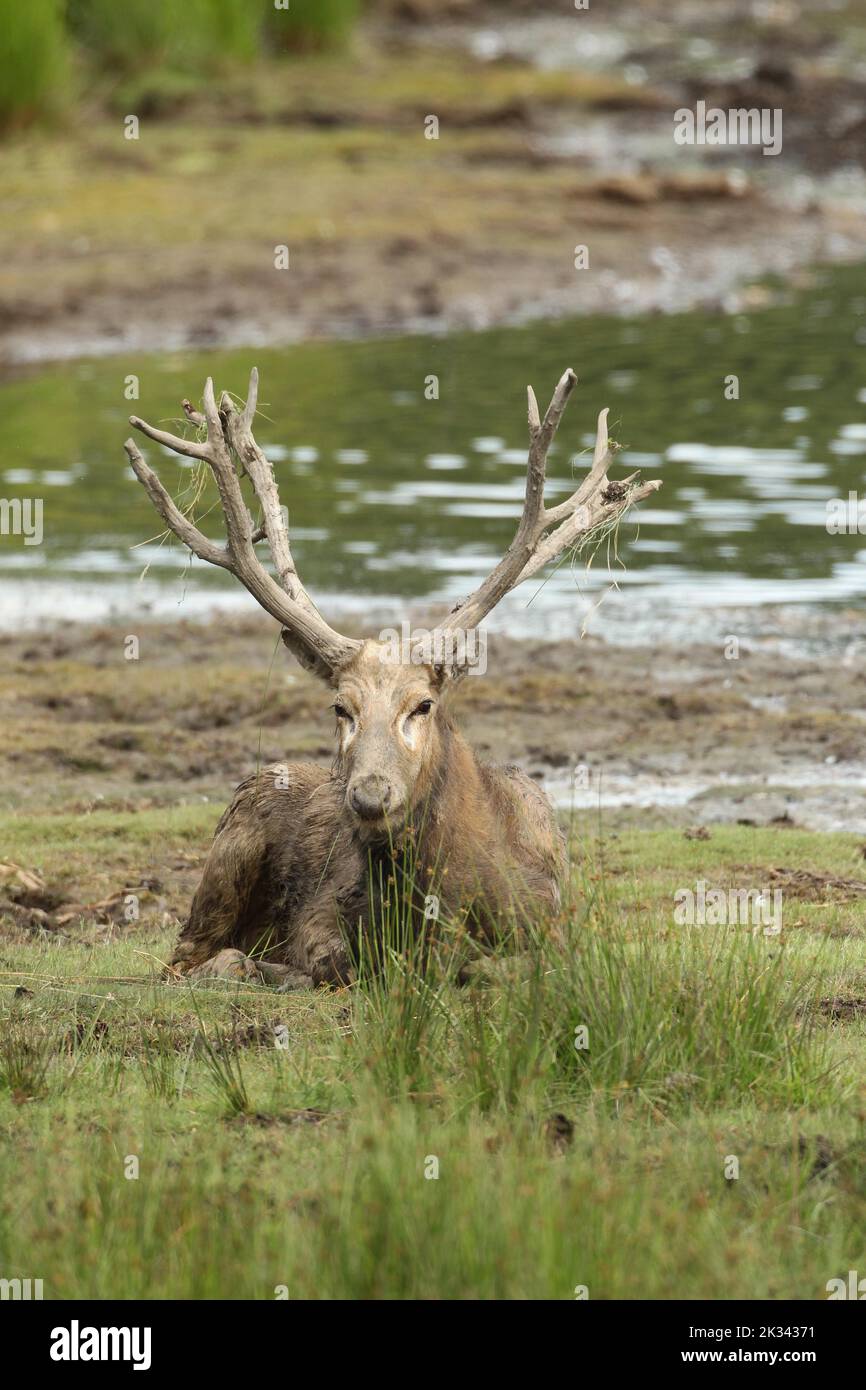 Pere david's deer (Elaphurus davidianus) lying on the shore of a lake, captive, southern Sweden, Sweden Stock Photo