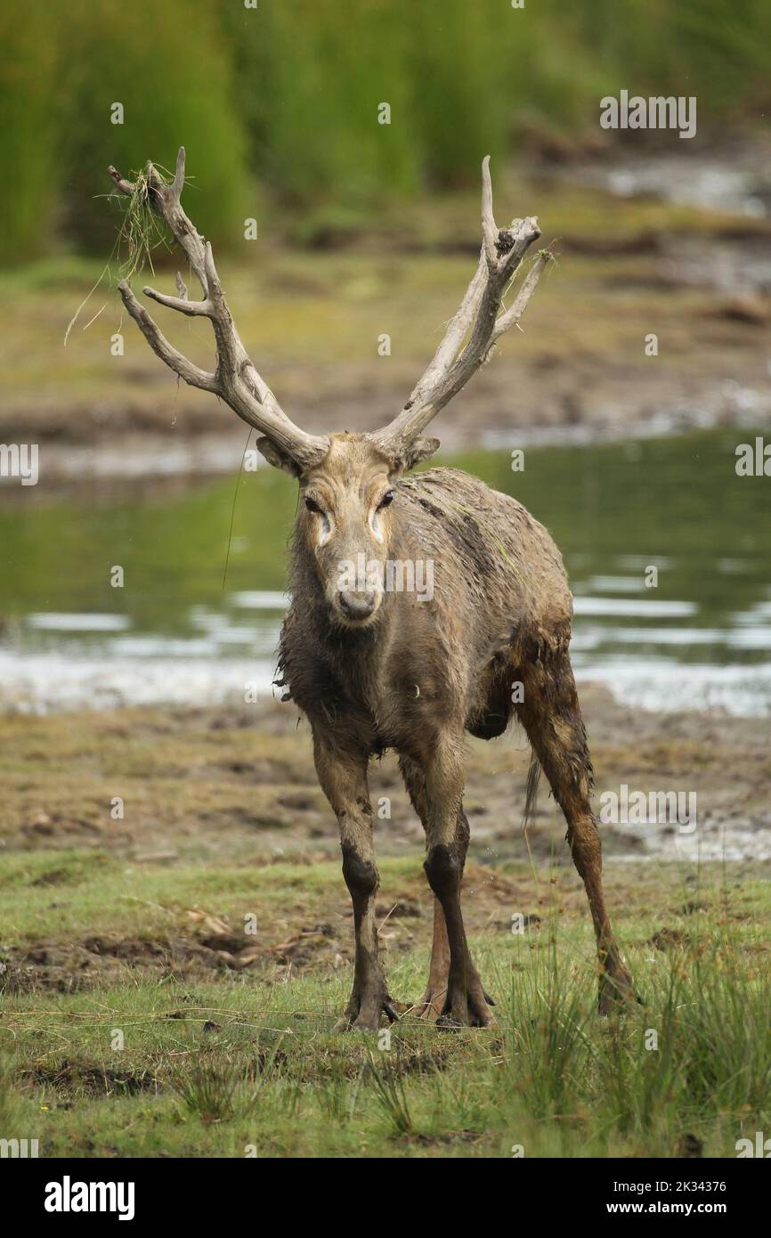 Pere david's deer (Elaphurus davidianus) standing on the shore of a lake, captive, southern Sweden, Sweden Stock Photo