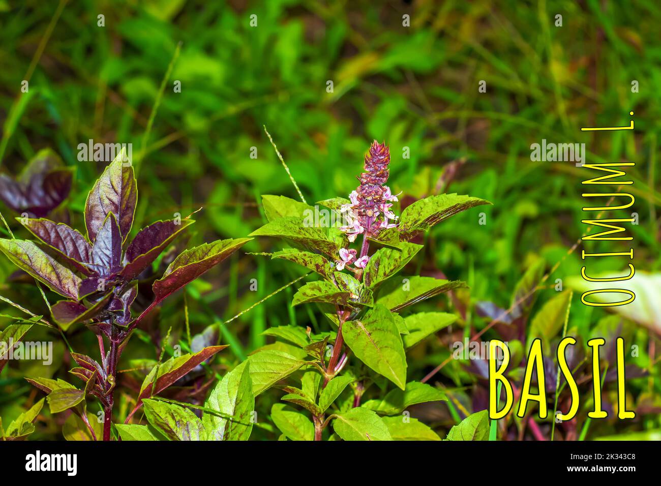 Ocimum basilicum l hi-res stock photography and images - Alamy, image size:1300x956