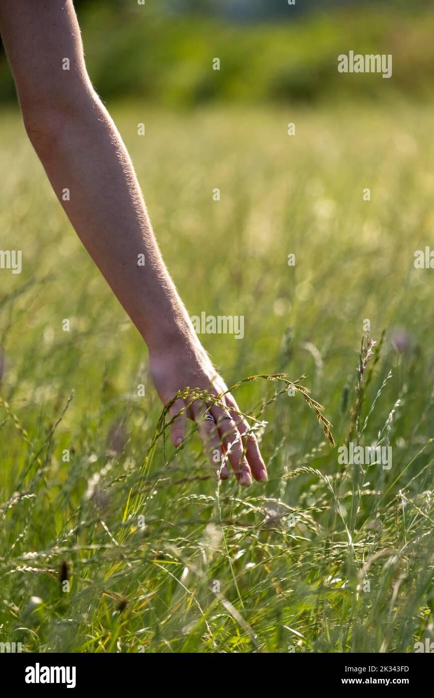 Hand strokes through high grass, closeness to nature, meadow, Landlust, Upper Bavaria, Bavaria, Germany Stock Photo