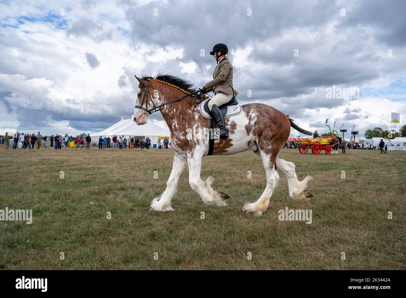Great Gransden Cambridgeshire, UK. 24th Sep, 2022. A woman rides Eddie a 4 year old Clydesdale heavy horse at the Gransden and District Agricultural Society Show. The annual show includes displays of livestock, rural arts and crafts, food and trade stalls. Credit: Julian Eales/Alamy Live News Stock Photo