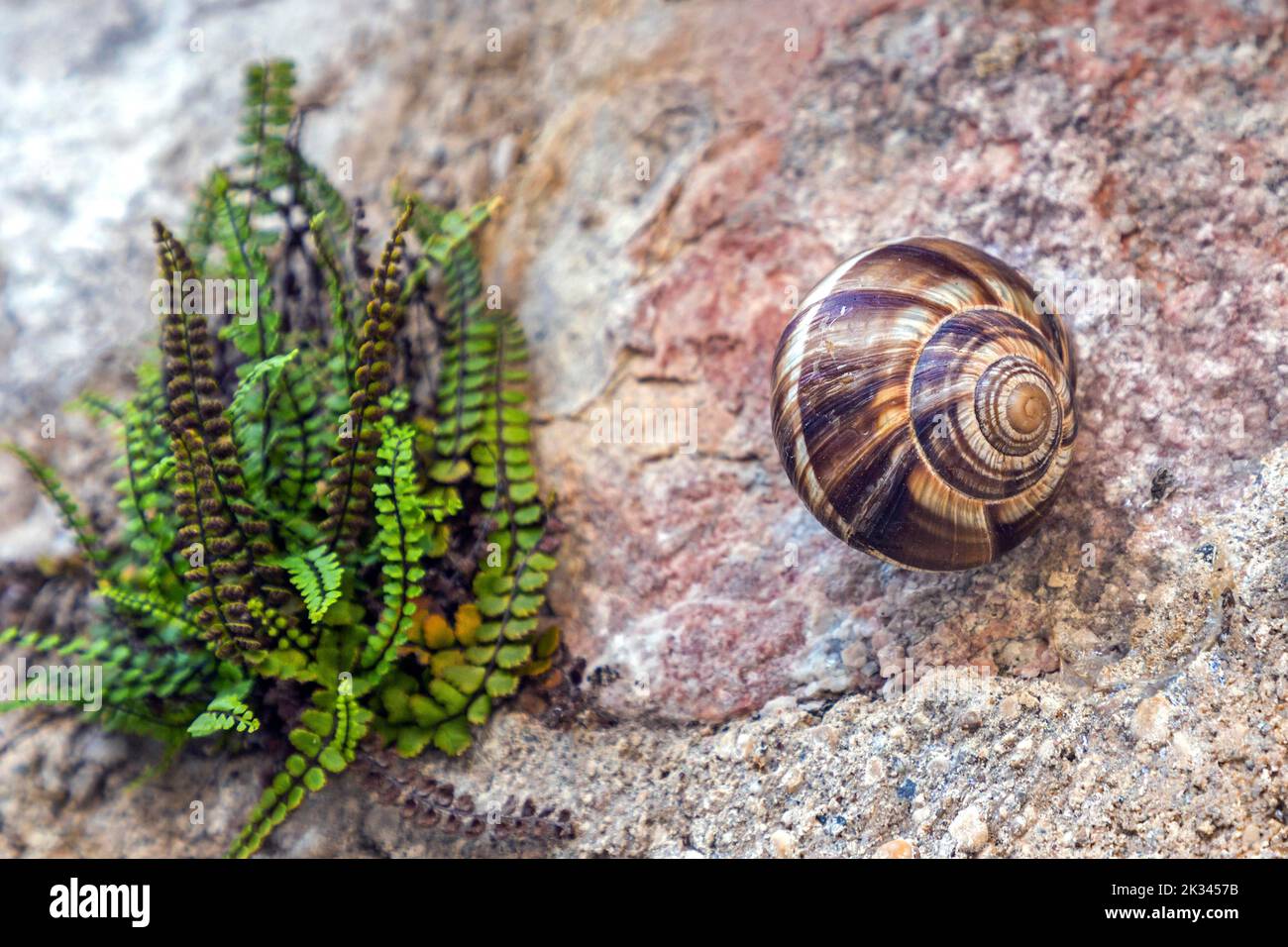 Snail on stone wall, small fern at back left, Provence, France Stock Photo