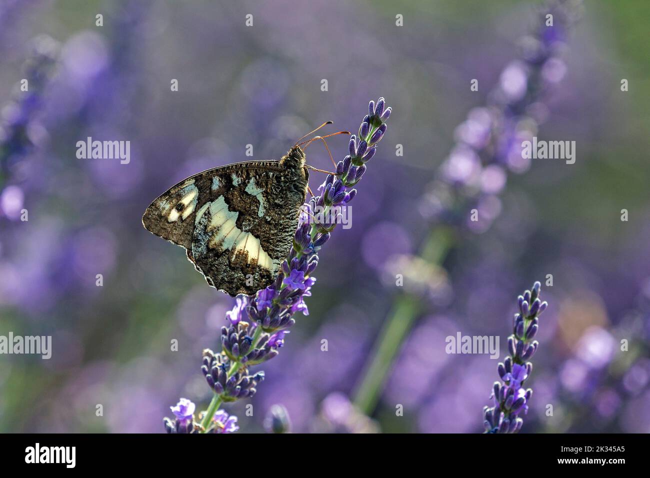 Great banded grayling (Brintesia circe), sitting on lavender flower, Provence, France Stock Photo