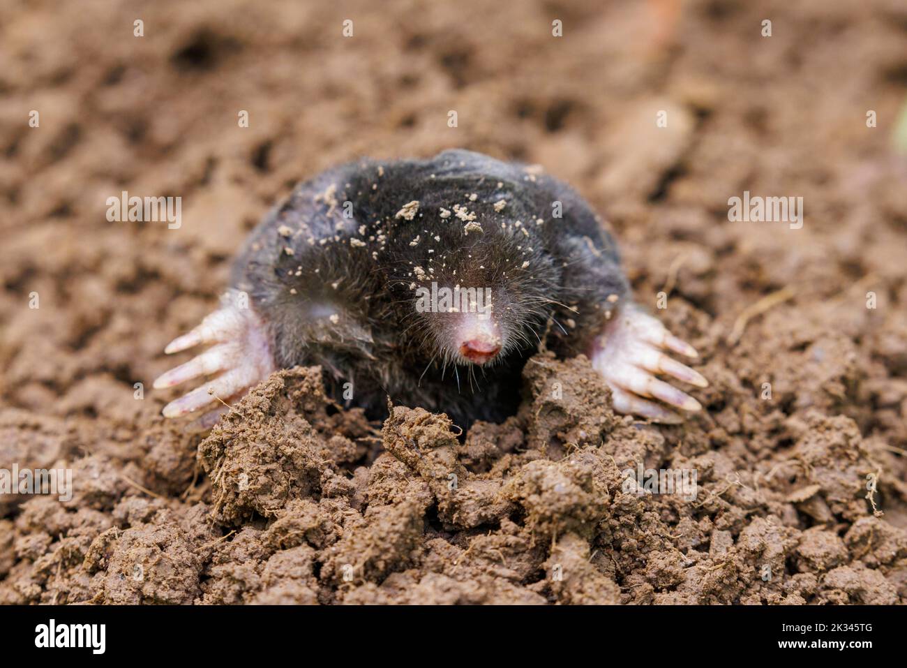 European mole (Talpa europaea), Germany Stock Photo