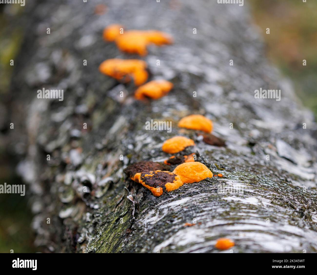 Orange mushroom on a birch tree, Germany Stock Photo