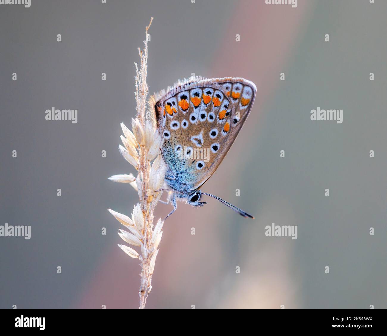 Common blue butterfly (Polyommatus icarus), Germany Stock Photo