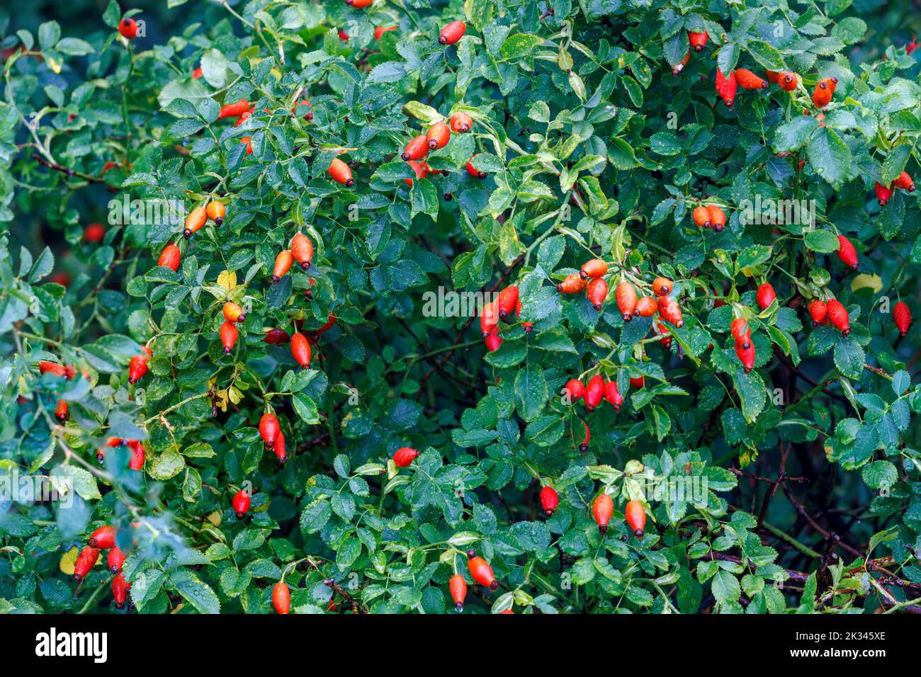Confettura Organica Di Rosa Canina - Prodotto Biologico - Le Delizie - Foto 3