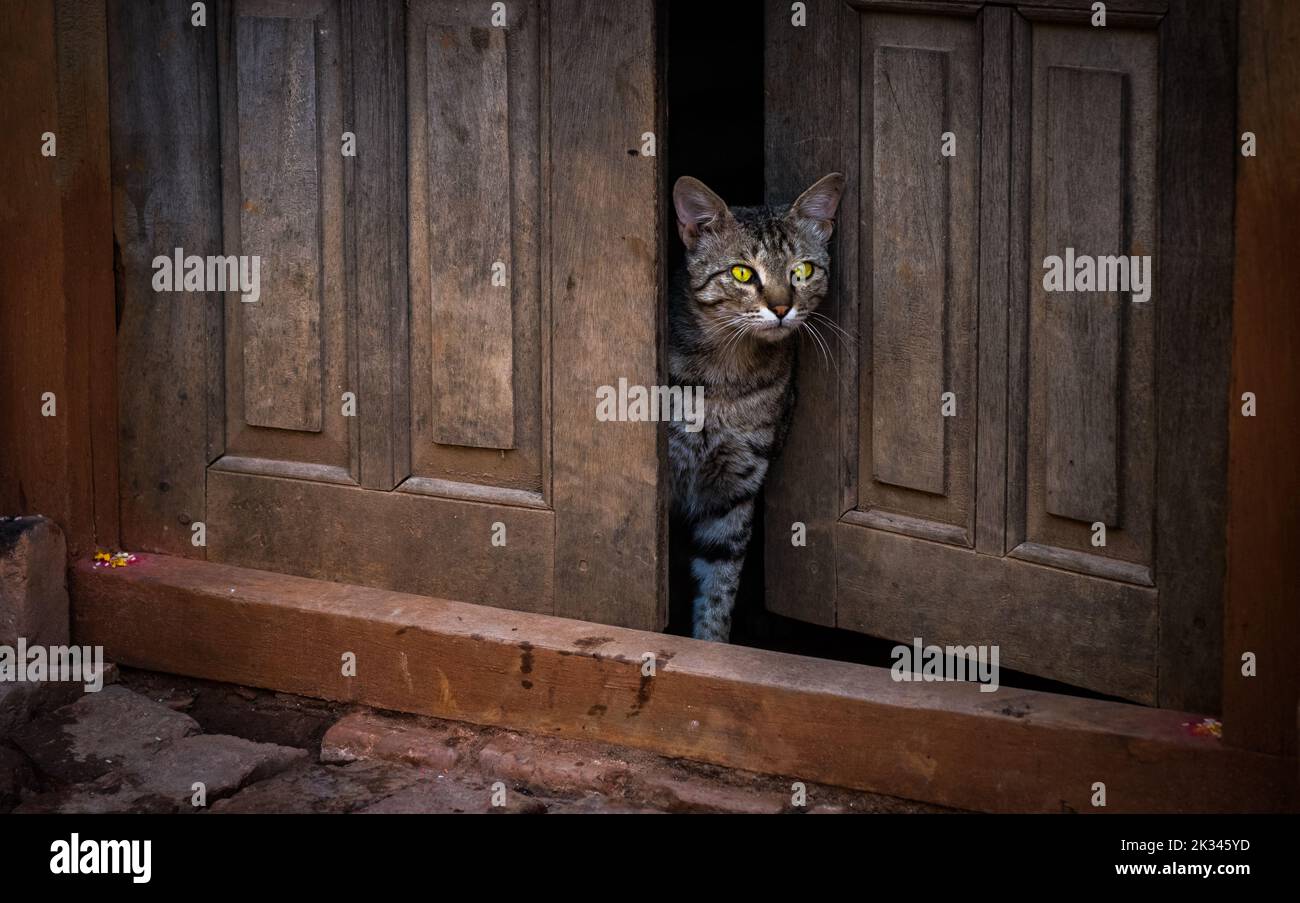Tabby cat looking out through an old doorway with one door ajar. Stock Photo