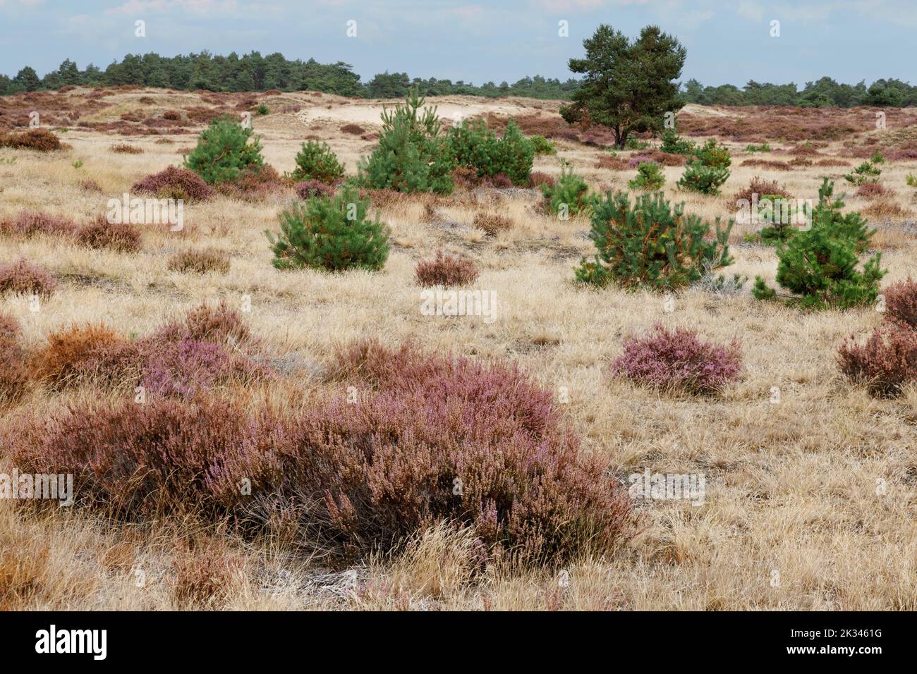 Heath blossom in the Hoge Veluwe National Park, Netherlands Stock Photo