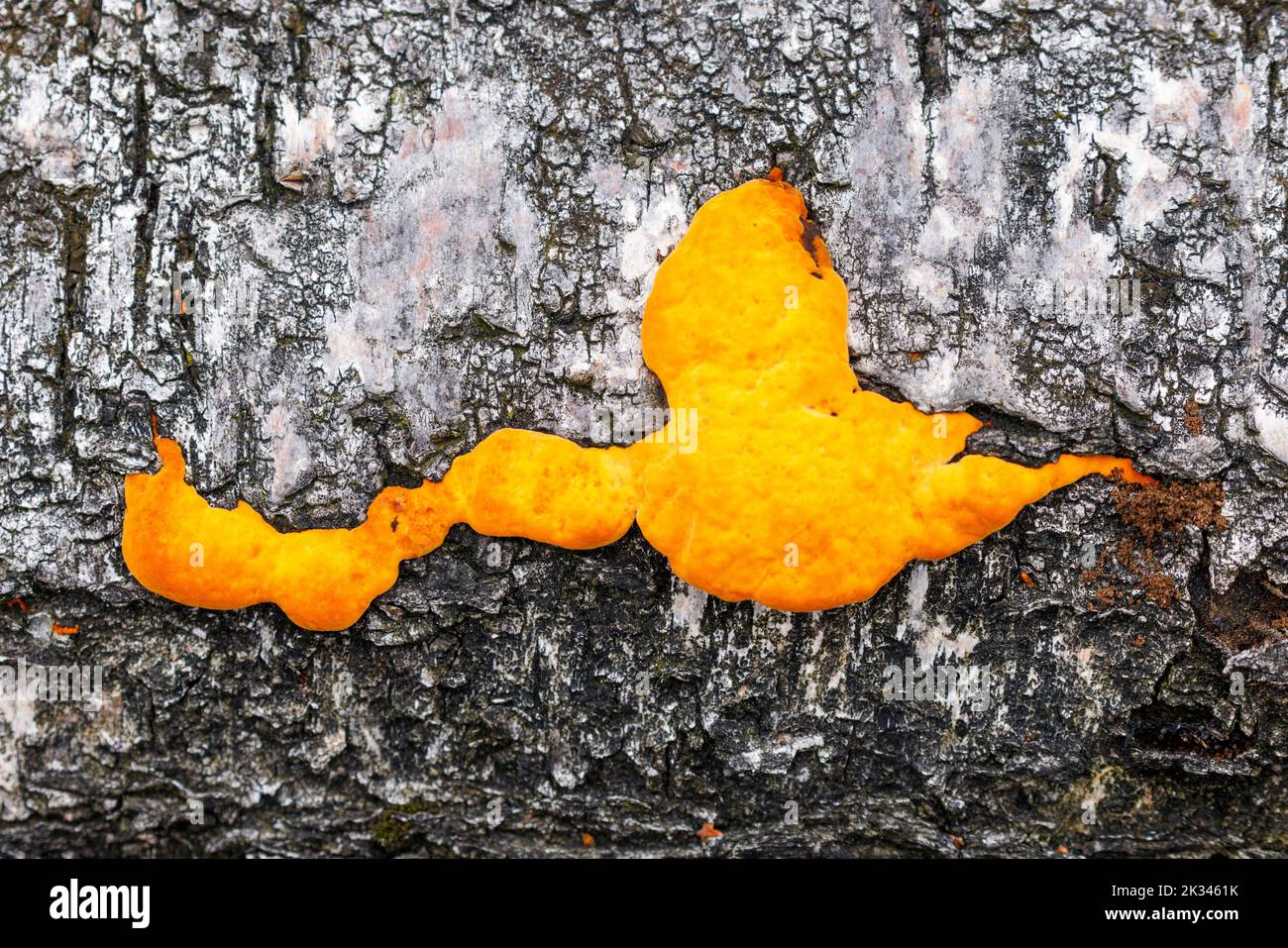Orange mushroom on a birch tree, Germany Stock Photo