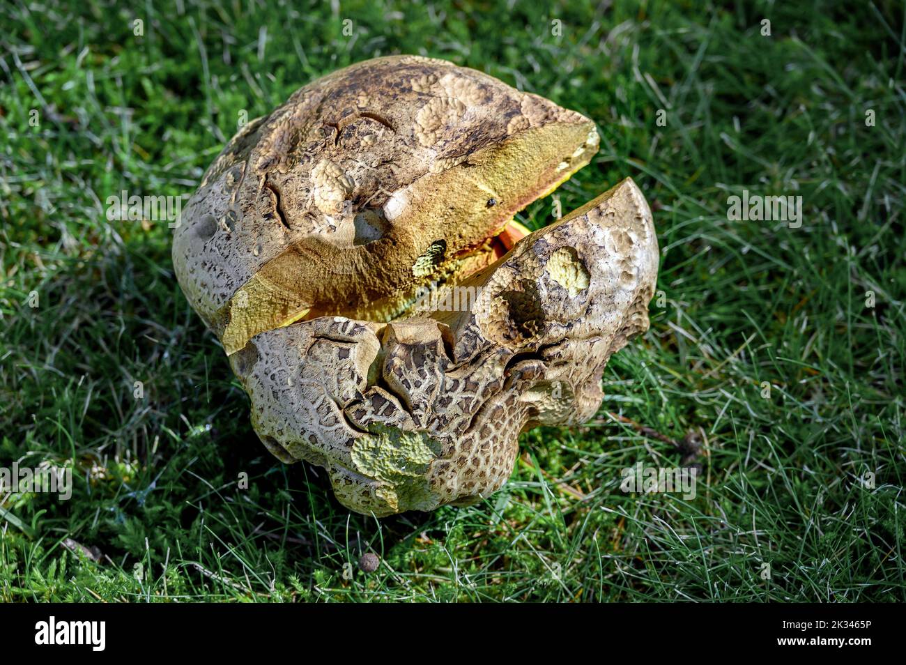 Split common earthball (Scleroderma citrinum), Allgaeu, Bavaria, Germany Stock Photo