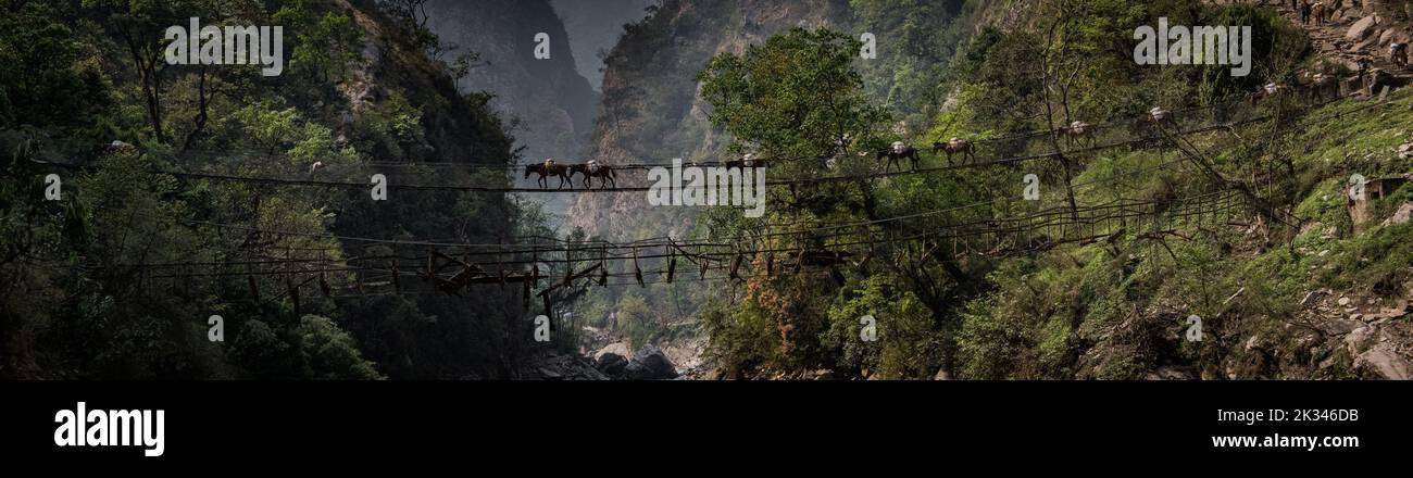 Nepalese mule train going across suspension foot bridge between two valleys on the Manaslu Circuit.. Stock Photo