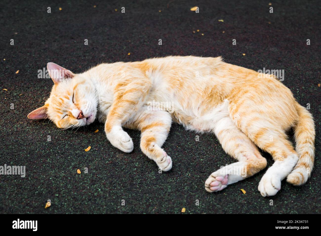 cat sleeping in the sun in park.  street kitten sleeping comfortably in summer Stock Photo