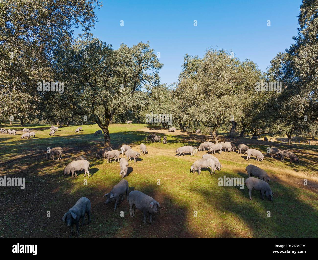 Grazing pigs and holm oaks (Quercus ilex) in the Sierra de Aracena, aerial view, drone shot, Huelva province, Andalusia, Spain Stock Photo