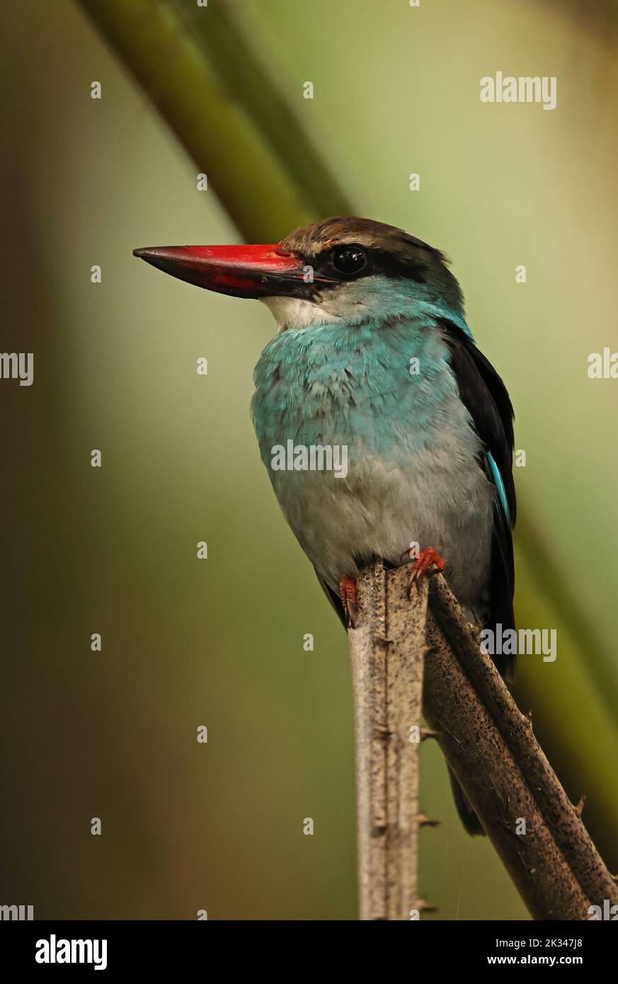 Blue-breasted Kingfisher (Halcyon malimbica dryas) adult perched on broken stem, endemic sub-species Principe, Sao Tome and Principe.                S Stock Photo