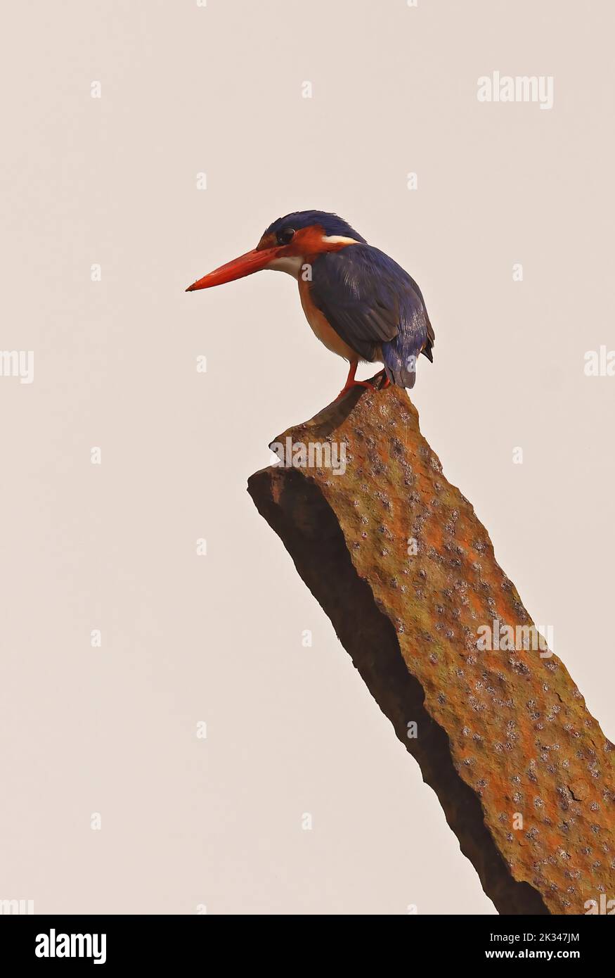 Principe Kingfisher (Corythornis nais) adult perched on rusty post