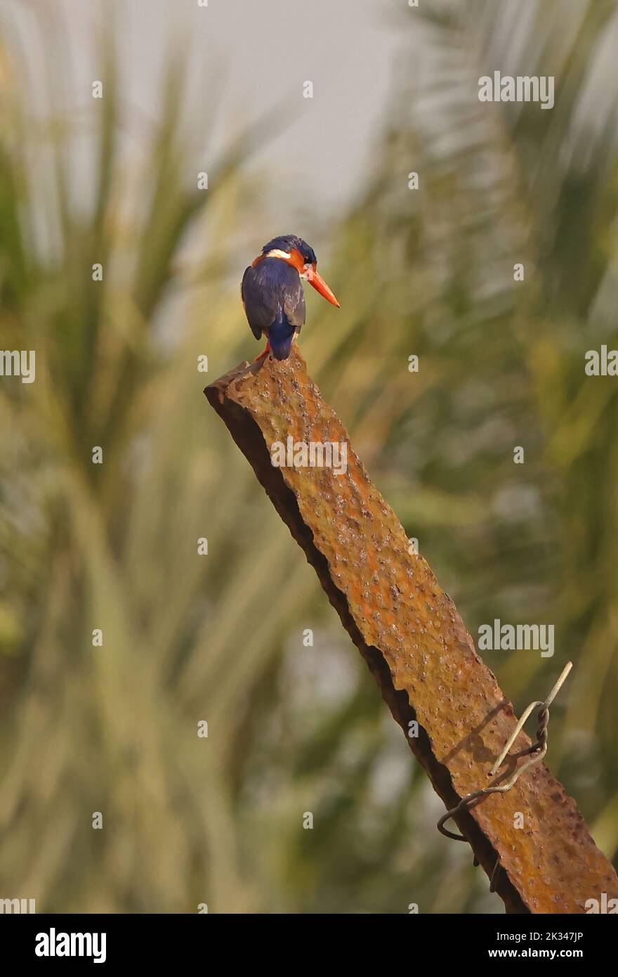 Principe Kingfisher (Corythornis nais) adult perched on rusty post